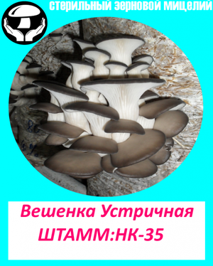 Мицелий вешенки НК-35,А-8,P-14,М-5,КЧ(Китай)