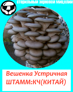 Мицелий вешенки НК-35,А-8,P-14,М-5,КЧ(Китай)