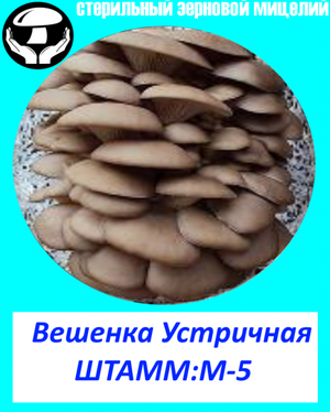 Мицелий вешенки НК-35,А-8,P-14,М-5,КЧ(Китай)